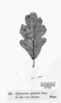 Cladosporium epiphyllum image